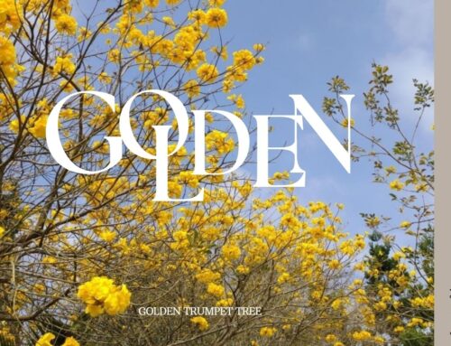 黃花風鈴木｜GoldenTrumpet當春意滿園時